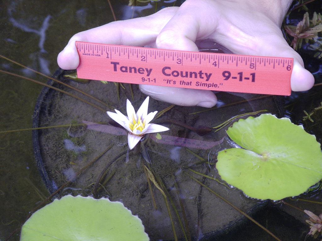 Nymphaea minuta July 26 06 Image034